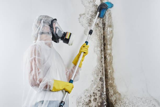 Office Mold Removal Services in Buchanan Dam, TX