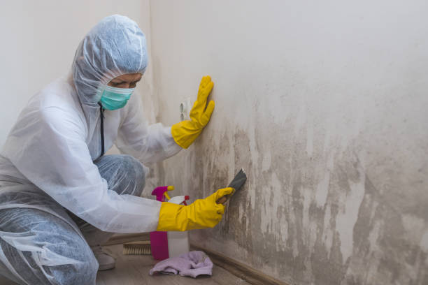 Trusted Buchanan Dam, TX Mold Removal Experts