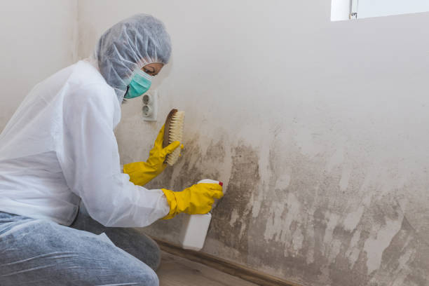 Best Professional Mold Removal  in Buchanan Dam, TX