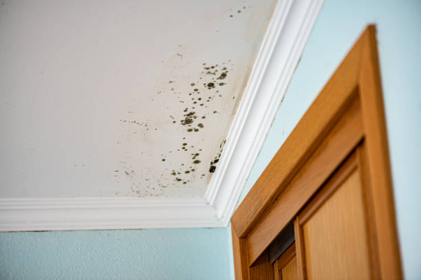 Best Emergency Mold Removal  in Buchanan Dam, TX
