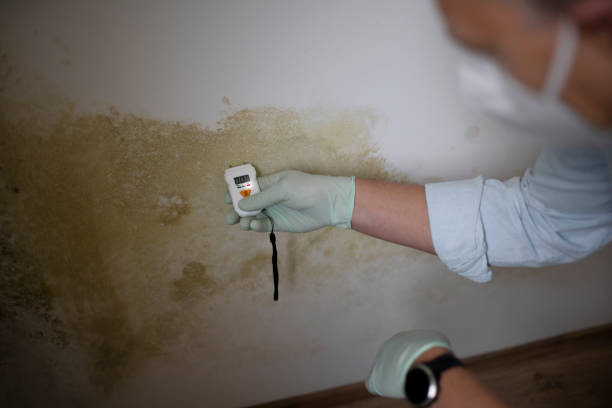 Best Professional Mold Removal  in Buchanan Dam, TX