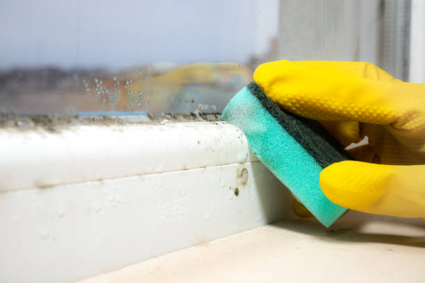 Best Attic Mold Removal  in Buchanan Dam, TX