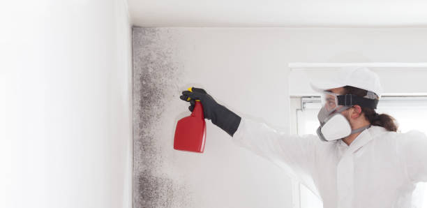 Best Mold Removal Near Me  in Buchanan Dam, TX