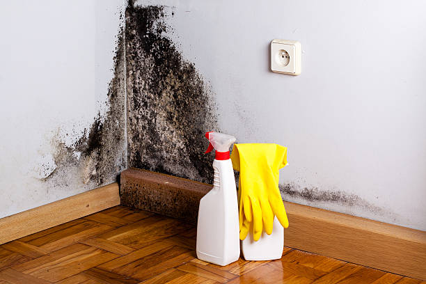  Buchanan Dam, TX Mold Removal Pros