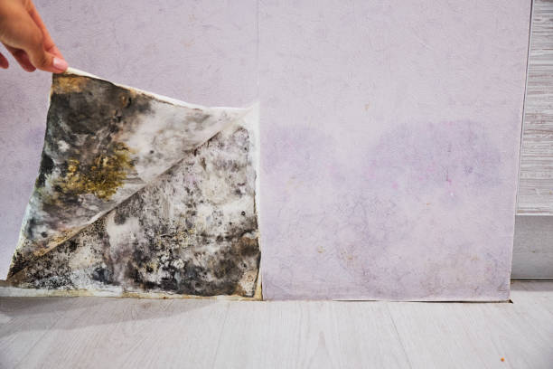 Mold Testing and Removal in Buchanan Dam, TX